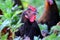 Portrait chicken grazing in the tall grass