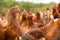 Portrait of chicken in a typical free range poultry organic farm