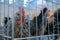 Portrait of chickens in the cage at agricultural animal exhibition, market