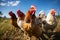 Portrait of chickens on a green grass meadow, bright sunny day, on a ranch in the village, rural surroundings on the