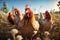 Portrait of chickens on a green grass meadow, bright sunny day, on a ranch in the village, rural surroundings on the