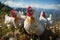 Portrait of chickens on a green grass meadow in mountains, bright sunny day, on a ranch in the village, rural surroundings