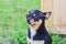 Portrait of a Chihuahua on the background of summer greenery