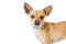 Portrait Chihuahua dog copy space