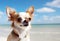 Portrait of chihuahua dog stands and looks on the sandy beach by the sea