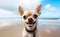 Portrait of chihuahua dog stands and looks on the sandy beach by the sea