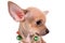 Portrait chihuahua puppy on white background