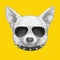 Portrait of Chihuahua with sunglasses and collar.