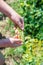 Portrait of child girl eating pea pod outdoors. Girl harvesting peas in garden summer. Helthy eating for kid. Gardening, gardener