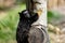 Portrait of of the child red-handed midas tamarin New World monkey