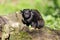 Portrait of of the child red-handed midas tamarin New World monkey