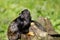 Portrait of of the child red-handed midas tamarin New World monkey