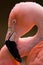 Portrait of an Chilean Flamingo