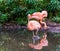 Portrait of a chilean flamingo standing in the water with other flamingos in the background, popular zoo birds from chili