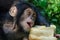 Portrait of chimp baby feeding on loaf of bread