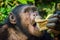 Portrait of chimp eating loaf of bread