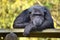 Portrait of chimpanzee