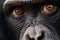 Portrait of a chimpanzee, close-up,  The chimpanzee