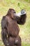 Portrait Chimpanzee drinking water in plastic bottle on a hot da