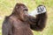 Portrait Chimpanzee drinking water in plastic bottle on a hot da