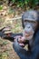 Portrait of chimpanzee eating sweet potatoes while sitting on ground in rain forest of Sierra Leone, Africa