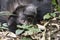 Portrait of chimpanzee on ground in Kibale National Park, Ugand