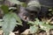 Portrait of chimpanzee, Kibale National Park, Uganda