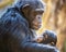 Portrait of a chimpanzee mother feeding her baby