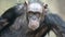 Portrait of the chimpanzee Pan Troglodytes