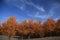 Portrait of the China Xinjiang Populus euphratica