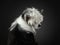 Portrait of a Chinese crested dog on a dark background. nice Pet in the studio.