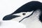 Portrait of a Chinstrap Penguin