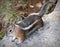 Portrait of chipmunk rodent squirell