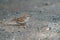 Portrait of chipping sparrow