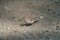 Portrait of chipping sparrow