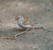 Portrait of chipping sparrow