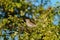 Portrait of chipping sparrow