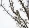 Portrait of chipping sparrow feeding