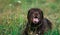 Portrait of chocoalte labrador lies on the summer field, natural light