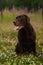 Portrait of chocoalte labrador sitting on the summer meadow