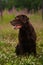 Portrait of chocoalte labrador sitting on the summer meadow