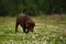 Portrait of chocoalte labrador walking on the summer meadow