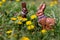 A portrait of chocolat easter bunnies standing in the grass waiting for children to find them. They are surrounded by yellow