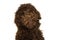 Portrait of a chocolate golden poodle puppy dog standing on white background
