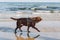 Portrait of a chocolate labrador in front of the sea. brown labrador retriever dog on the beach. A pet walks along a