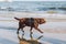 Portrait of a chocolate labrador in front of the sea. brown labrador retriever dog on the beach. A pet walks along a