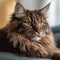 Portrait of a chocolate LaPerm cat lying on a sofa beside a window in a light room. Closeup face of a beautiful LaPerm cat at home