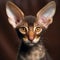 Portrait of a chocolate Oriental Shorthair kitten looking at the camera. Closeup face of a small cute kitty at home. Portrait of a