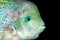 Portrait of cichlid fish