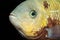 Portrait of cichlid fish